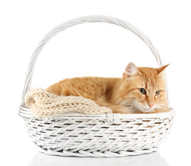Fototapeta na wymiar Red cat in wicker basket, isolated on white background