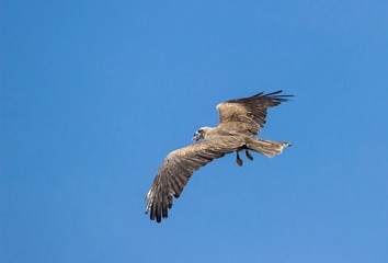 Schwarzer Milan im Flug mit Beute im Schnabel