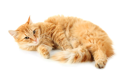 Red cat isolated on white background