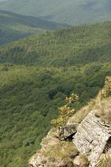 Jerzębina na urwisku © agatop