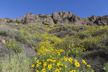 Wild Bush Sunflowers in Thousand Oaks, California. © trekandphoto