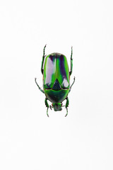 The mysterious world of insects