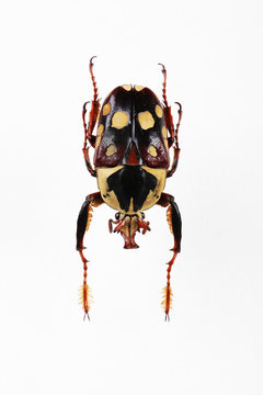 The mysterious world of insects