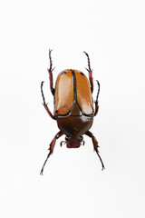 The mysterious world of insects