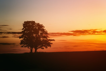 two oak trees silhouette in sunset on field