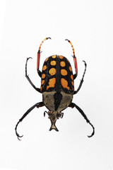 The mysterious world of insects