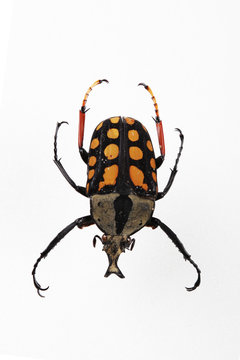 The mysterious world of insects