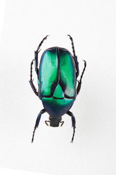 The mysterious world of insects