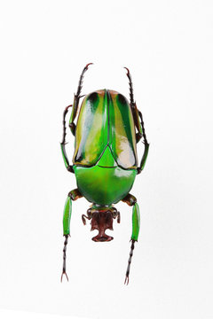 The mysterious world of insects