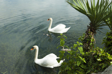 Swans in a pond
