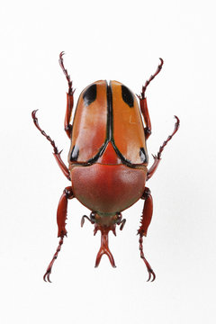 The mysterious world of insects