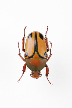 The mysterious world of insects