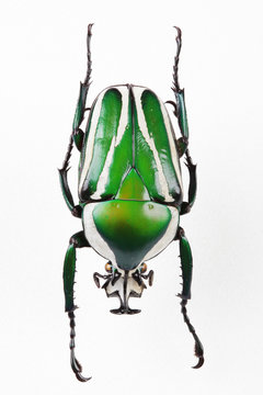 The mysterious world of insects