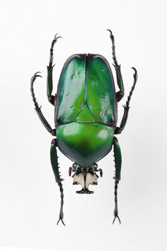 The mysterious world of insects