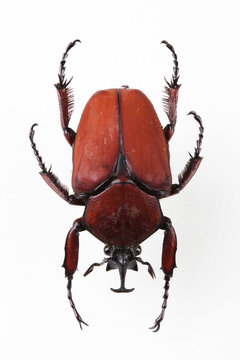 The mysterious world of insects
