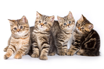 Four striped kitten (isolated on white)
