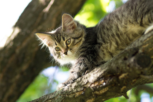 small fluffy kitten climbs on a tree