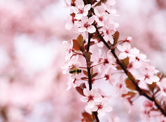 Cherry blossoms over blurred nature background, close up