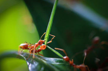 Red ants were pulling leaves.
