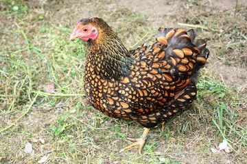 Hen, Golden Laced Wyandotte Chicken yellow black fringed