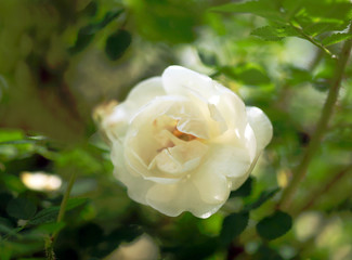 Obraz premium white rose