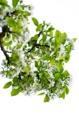 Pear tree blossoms .