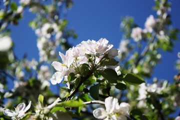 Blossoms apple quince,spring flowering floral background