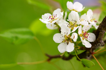White tree blossoms .