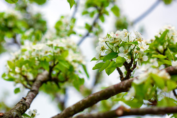 Pear tree blossoms .