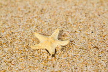 Fototapeta na wymiar Starfish on a sand