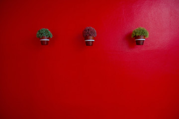 grass in flowerpot on the red background