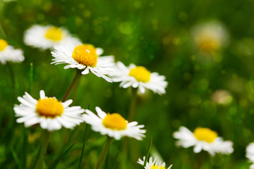 White daisies meadow.