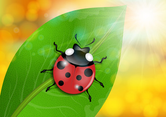 Ladybug on green leaf