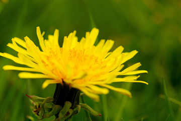 Yellow dandelion flower .