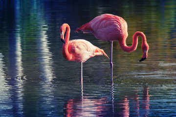 Two pink flamingos standing in the water