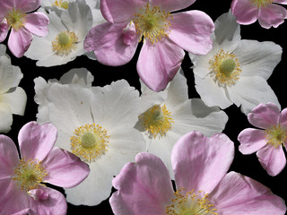 Flower of a dogrose and white flower on a black background