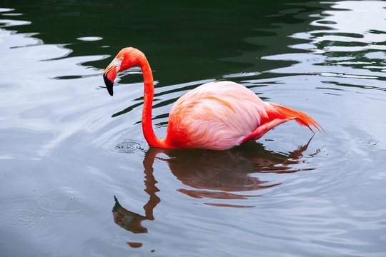 Pink flamingo walks in water with reflections