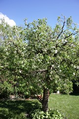 Apple tree blooming in the garden under blue sky in Germany