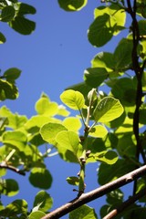 Kiwi plant with many flowers in the garden under blue sky Germany