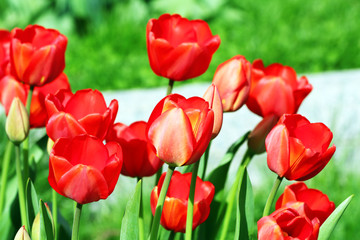 Beautiful tulips blooming in garden