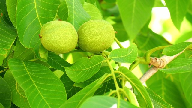 Unripe nuts on the tree (4K)