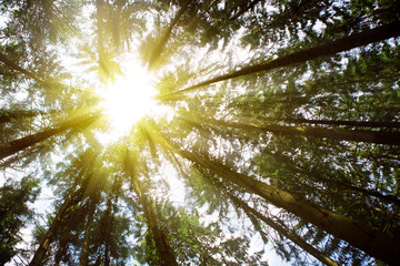 Obraz premium Sunlight in Forest.