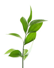 Branch with fresh green leaves, isolated on white