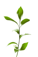Branch with fresh green leaves, isolated on white