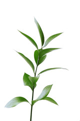 Fototapeta na wymiar Branch with fresh green leaves, isolated on white