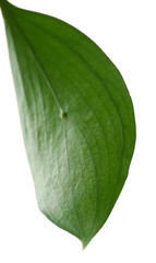 Green leaf isolated on white