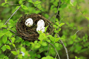 Wicker nest with eggs over green tree background