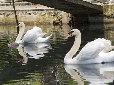 Swans in a pond
