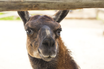 Fototapeta premium Llama in zoo