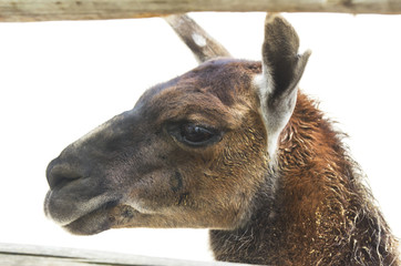 Fototapeta premium Llama in zoo